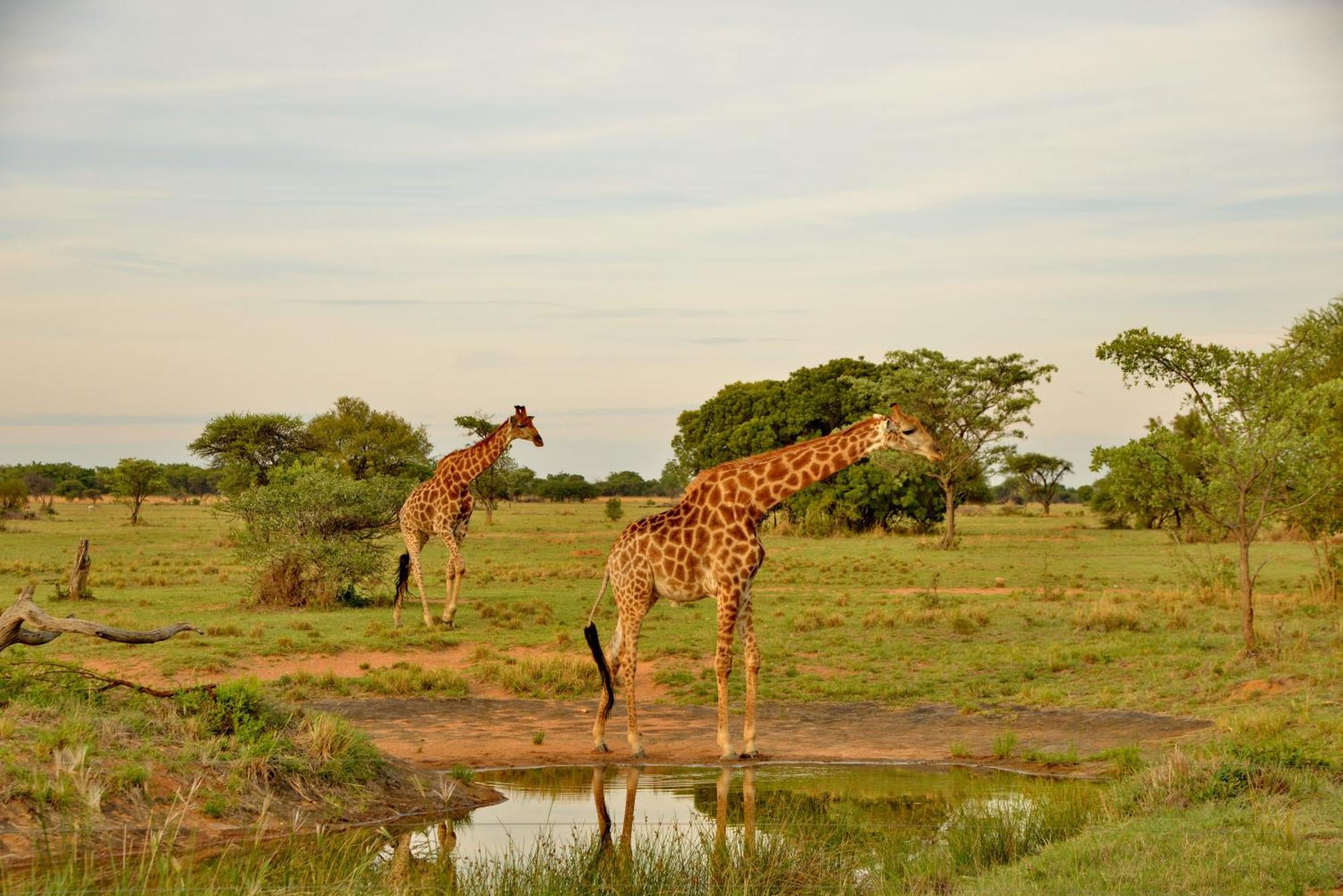 Вилла Safari Plains Mabula Game Reserve Экстерьер фото